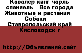 Кавалер кинг чарль спаниель - Все города Животные и растения » Собаки   . Ставропольский край,Кисловодск г.